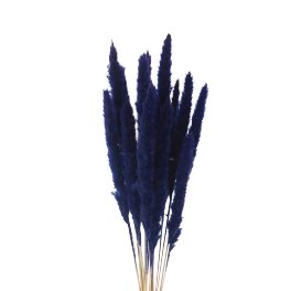 Herbe de la Pampa, duveteuse, bleu foncé