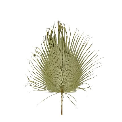 Palmblatt XXL, natur