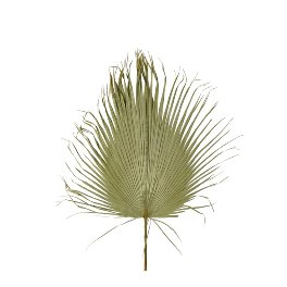 Palm leaf XXL, natural color