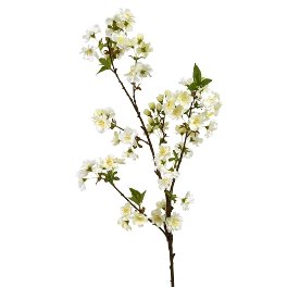 Fleur de cerisier, blanche