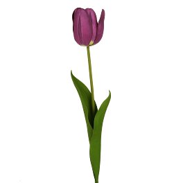 Tulipe, violet