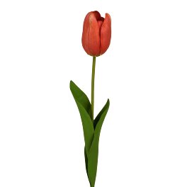 Tulipe, rouge
