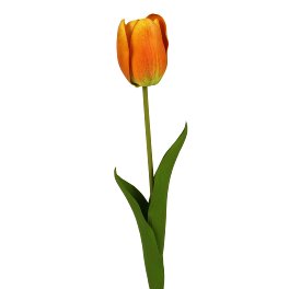 Tulip, orange