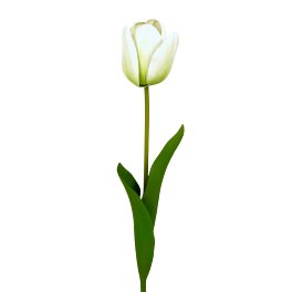 Tulipe, blanc