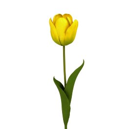 Tulpe, gelb