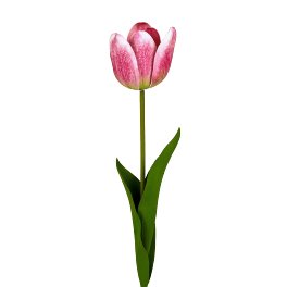 Tulip, pink