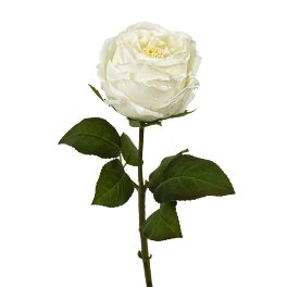 Rose, white