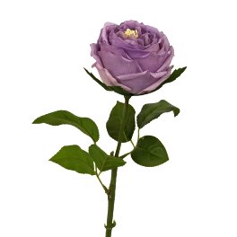 Rose, lilac