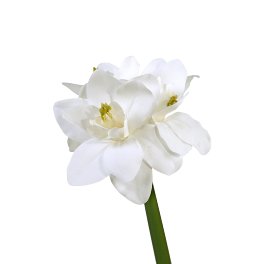 Amaryllis, white