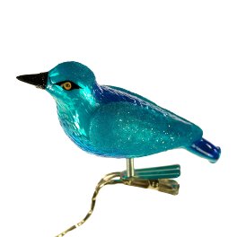 Clamp bird greater blue eared starling, blue