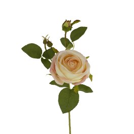 Rose Bauerngarten, rosa