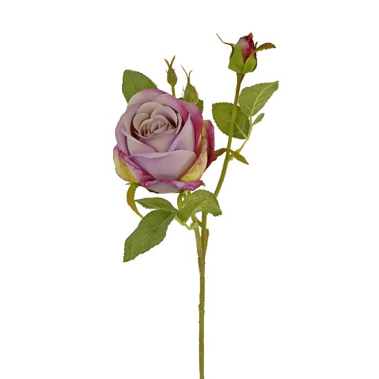 Rose Bauerngarten, flieder